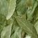 Bay Leaf